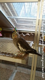 Lisa im Januar 2017-4