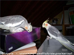 Lisa und Fino helfen im Büro