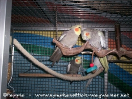 Manni und Lissy