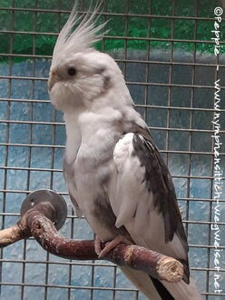 Pacy im September 2019