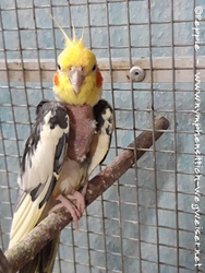 Piku im September 2020