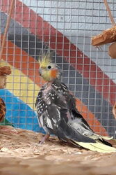 Skinny im Januar 2020