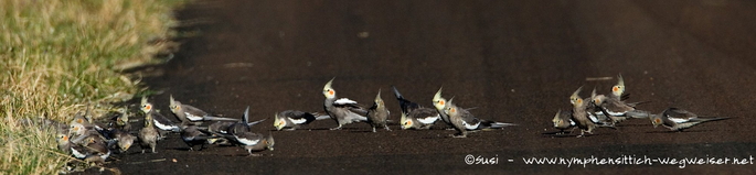 Nymphensittiche laufen über die Straße und suchen Futter
