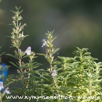 Bohnenkraut mit Blüten