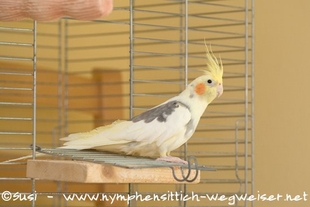 Sitzbrett unter dem Tor, damit dieses waagerecht steht