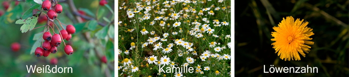 Heilpflanzen´: Weißdorn, Kamille und Löwenzahn