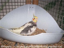 Sunday in der Hasenpinkelecke