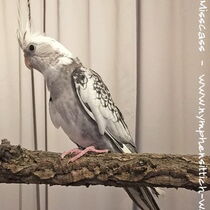 Weißkopf Perlschecke - Gesamt