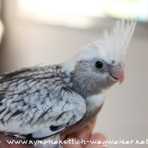 Weißkopf Perlschecke - Jungvogel