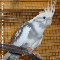 Weißkopf Schecke wildfarben - ganzer Vogel