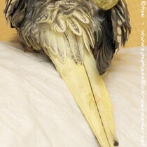 Schwanz von oben wildfarben geperlt