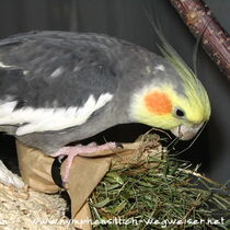wildfarbener Kopffleckscheckenhahn - Gesamtansicht