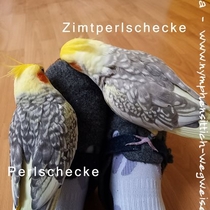 Wildfarbener und zimtfarbener Perlschecke