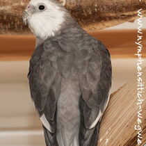 Weißkopf Hahn - Rückenansicht