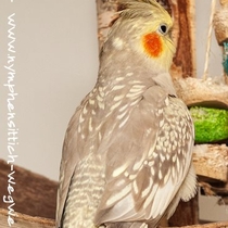 Zimtgeperlt - Rückensansicht