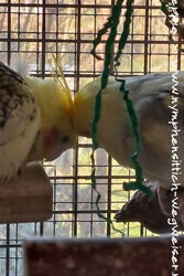 Blondie und Ecco schmusen