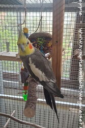 Charlie im April 2024