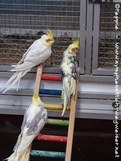 Charly, Ronja und Jojo (im Uhrzeigersinn)