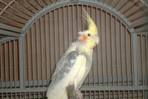 Chico