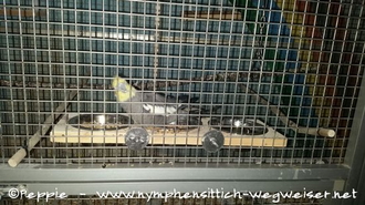 Felix auf der Futterbar