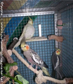 Gonzo, Skinny und Lindbergh