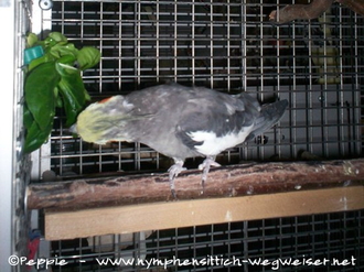Jacko knabbert am Feldsalat