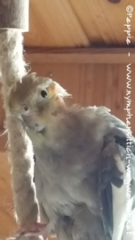 Lisa im Januar 2017-3