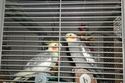 Otto und Knut im Sun-Palace