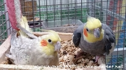 Rainbow und Cuddles in der Wühlkiste 1