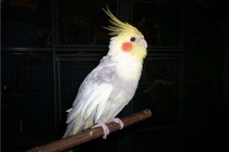 Sudakan