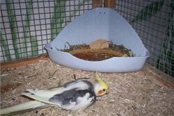 Sunday vor der Hasenpinkelecke