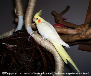 Tweety auf dem neuen Kletterbaum