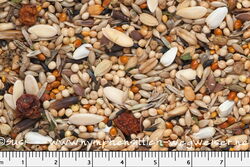 Sittichfutter Multi-Traum von Birdsandmore