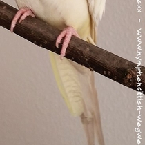 Schwanz von unten bei einer Falbenhenne