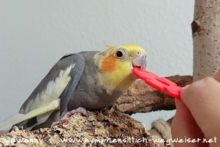 Nymphensittich trainiert mit der Farbe Rot