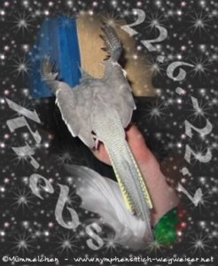 Sternzeichen