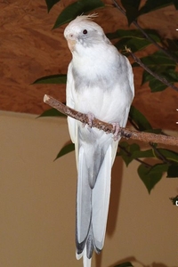 Weißkopfschecke - wildfarben - Gesamtansicht