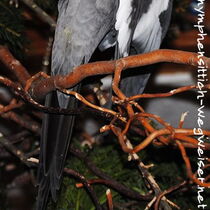 Weißkopf Kopffleckschecke Hahn - Schwanz von unten