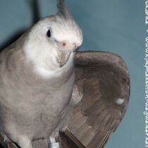 Weißkopf - Zimt - Kopffleckschecke - Hahn - Flügelunterseite