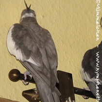 Weißkopfzimt -Kopffleckscheckenmännchen - Rücken