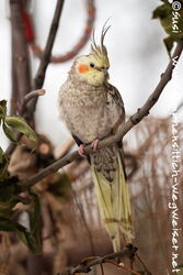 wildfarben geperlte Henne