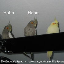 3 wildfarbene Jungvögel - Geschlecht optisch noch nicht sichtbar