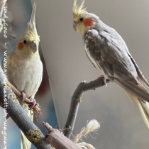 Zimtgeperlt links und rechts - wildfarben geperltes Männchen im Umfärben