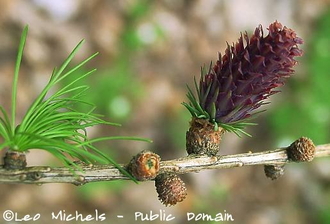 Larch
