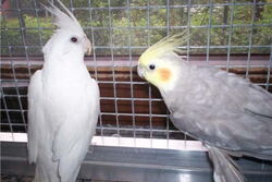 Angelina und Mambo am Fenster
