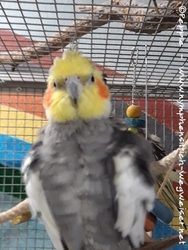 Cuddles im Herbst 2019