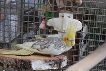 Sunny