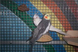 Jacko mit Schneeweißchen