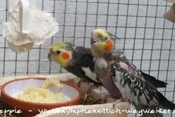 Jakob und Skinny futtern Nudeln