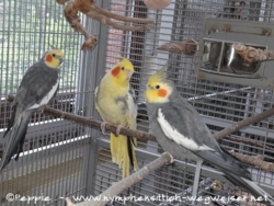 Knut, Peaches und Charlie (von links)